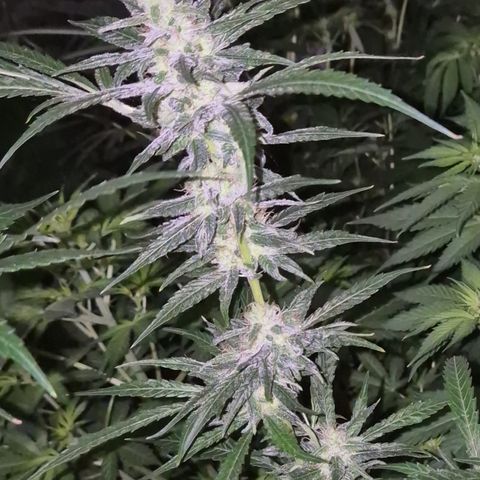 Puple punch  6 growlog photo: 🤩👌 Es duftet so lecker 🥰