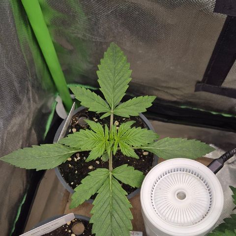 🌈 Zkittles auto🌈 growlog timeline photo
