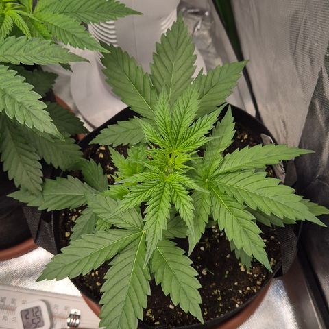 🌅Sherbi photo, blue sunset sherbert, Barneys farm  growlog timeline photo