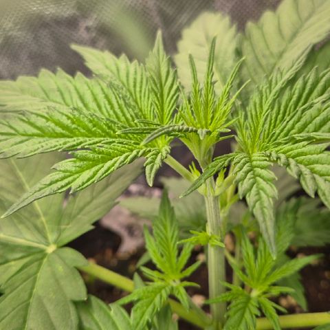 🌅Sherbi photo, blue sunset sherbert, Barneys farm  growlog timeline photo