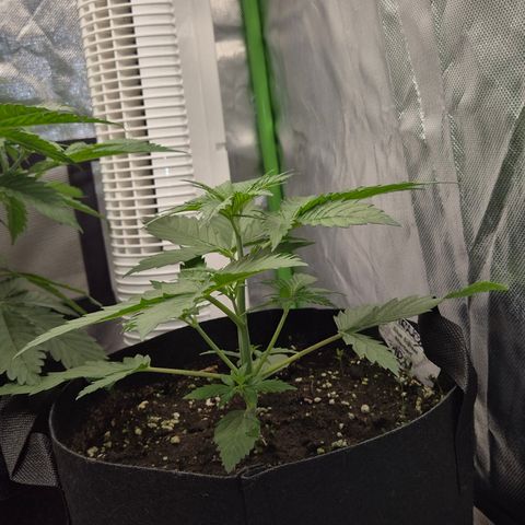 🌅Sherbi photo, blue sunset sherbert, Barneys farm  growlog timeline photo