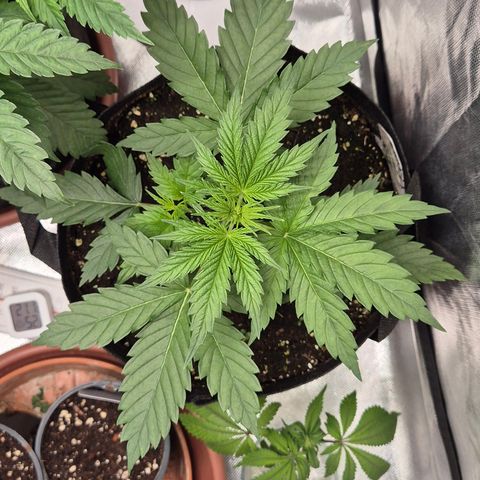 🌅Sherbi photo, blue sunset sherbert, Barneys farm  growlog timeline photo