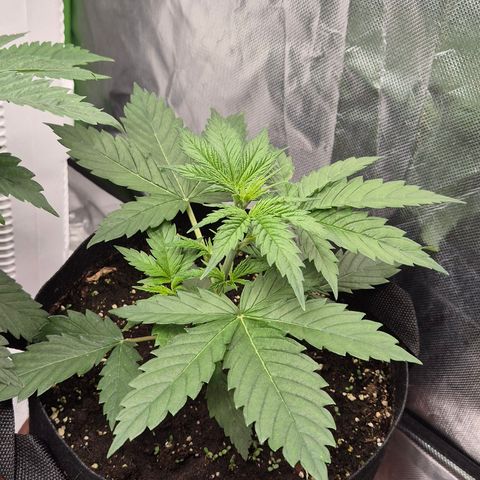 🌅Sherbi photo, blue sunset sherbert, Barneys farm  growlog timeline photo