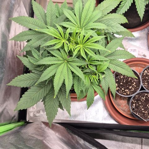 Mimosa evo Photo ♥️ Barney's Farm  growlog timeline photo