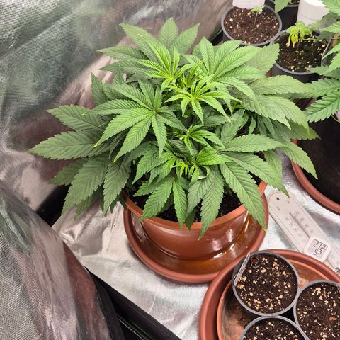 Mimosa evo Photo ♥️ Barney's Farm  growlog timeline photo