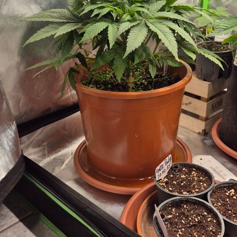 Mimosa evo Photo ♥️ Barney's Farm  growlog timeline photo