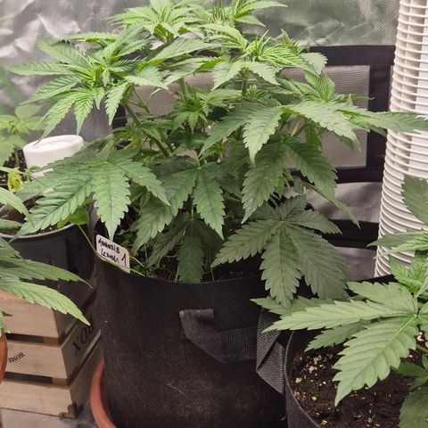 🍍Anna  #1 amnesia lemon  growlog timeline photo