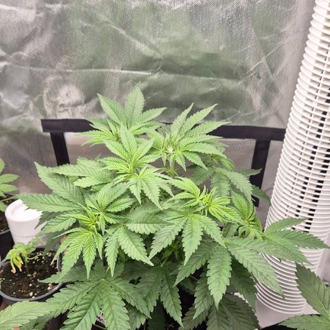 🍍Anna  #1 amnesia lemon  growlog timeline photo