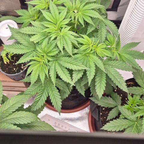 🍍Anna  #1 amnesia lemon  growlog timeline photo