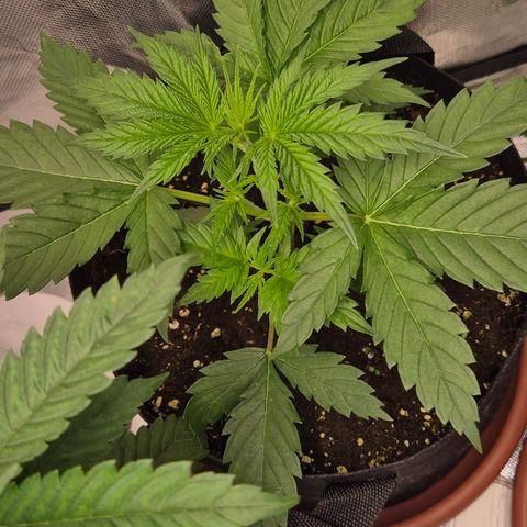 🌅Sherbi photo, blue sunset sherbert, Barneys farm  growlog timeline photo