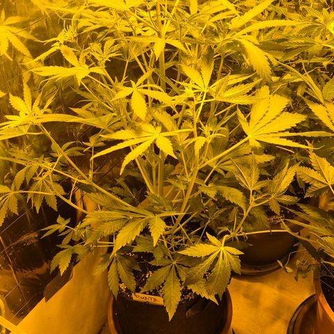 Runtzi Auto ♥️ Barney's Farm  growlog timeline photo