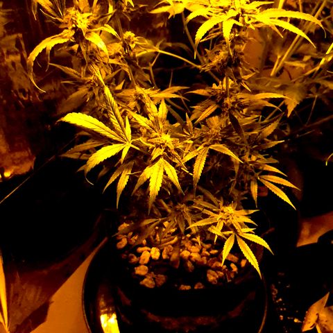 Bonsai Surprised moon, amnesia lemon  growlog timeline photo