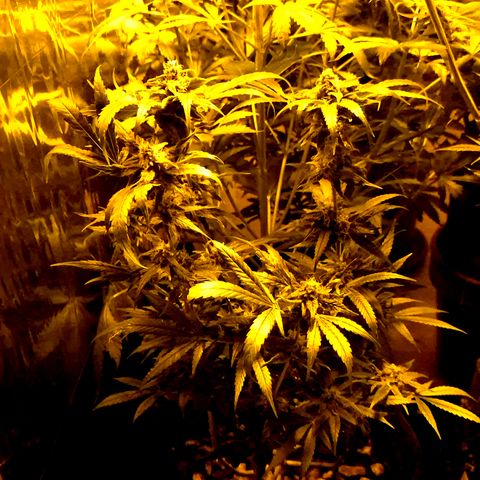 Bonsai Surprised moon, amnesia lemon  growlog timeline photo