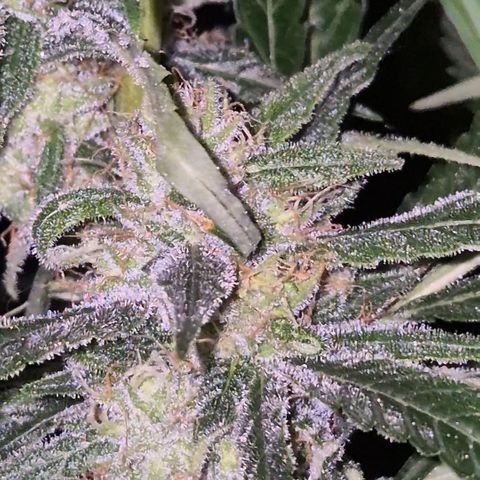 7 Punchi PURPLE PUNCH (photo) growlog timeline photo