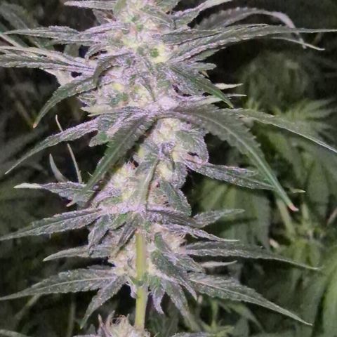 7 Punchi PURPLE PUNCH (photo) growlog timeline photo