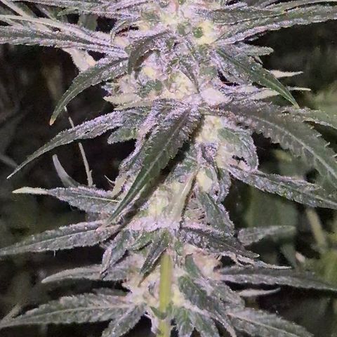 7 Punchi PURPLE PUNCH (photo) growlog timeline photo