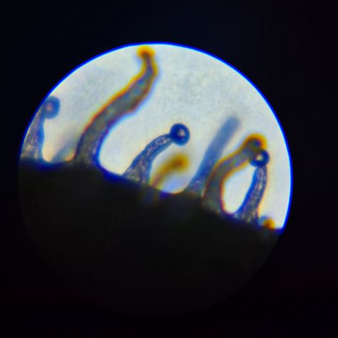 7 Punchi PURPLE PUNCH (photo) growlog timeline photo