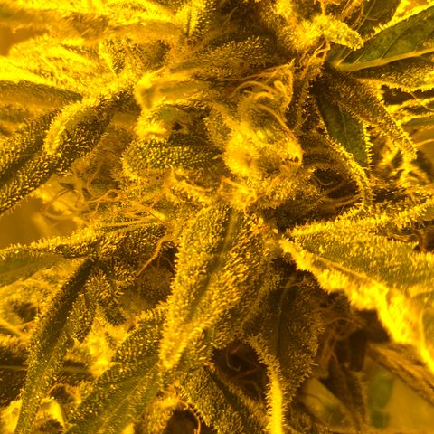 Puple punch  6 growlog timeline photo