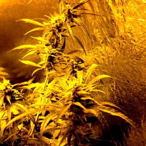 Puple punch  6 growlog timeline photo