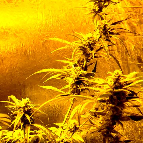 Puple punch  6 growlog timeline photo