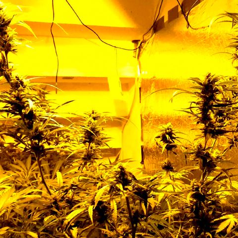 Puple punch  6 growlog timeline photo