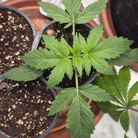 🌈 Zkittles auto🌈 growlog timeline photo