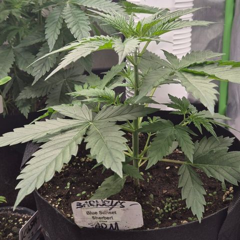 🌅Sherbi photo, blue sunset sherbert, Barneys farm  growlog timeline photo