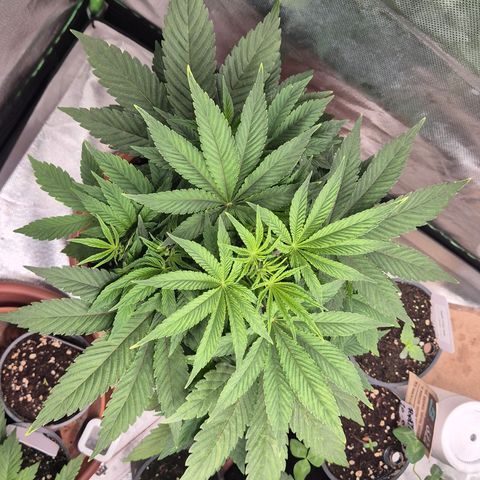 Mimosa evo Photo ♥️ Barney's Farm  growlog timeline photo