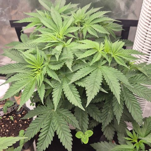 🍍Anna  #1 amnesia lemon  growlog timeline photo