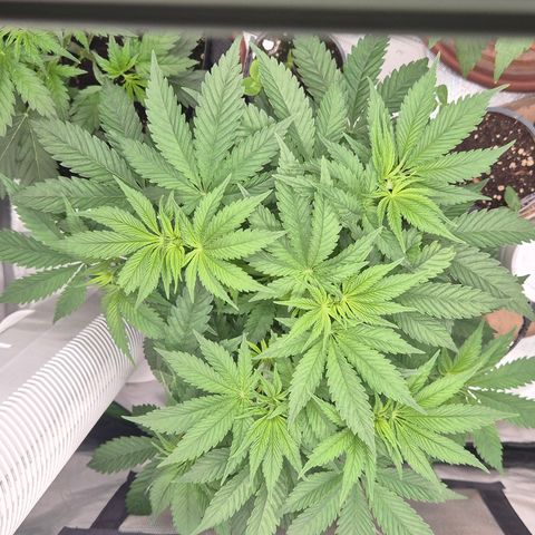 🍍Anna  #1 amnesia lemon  growlog timeline photo