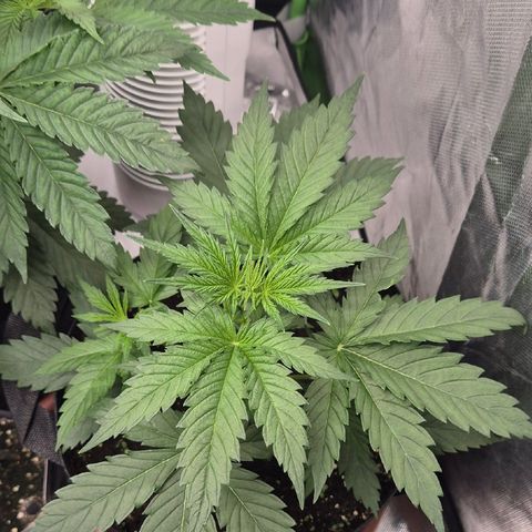 🌅Sherbi photo, blue sunset sherbert, Barneys farm  growlog timeline photo