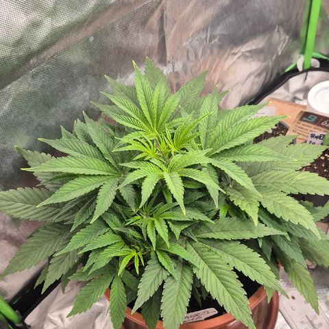 Mimosa evo Photo ♥️ Barney's Farm  growlog timeline photo
