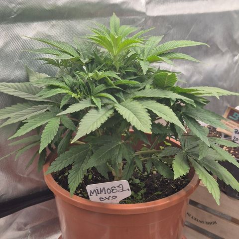 Mimosa evo Photo ♥️ Barney's Farm  growlog timeline photo
