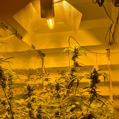 Puple punch  6 growlog timeline photo