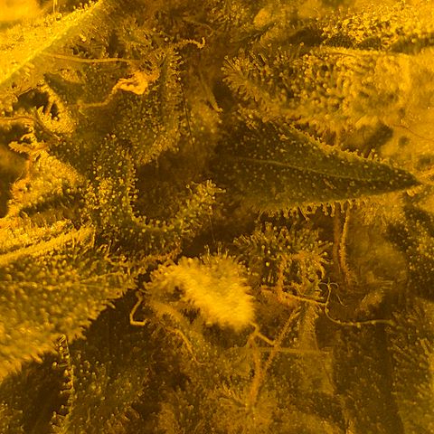 Puple punch  6 growlog timeline photo