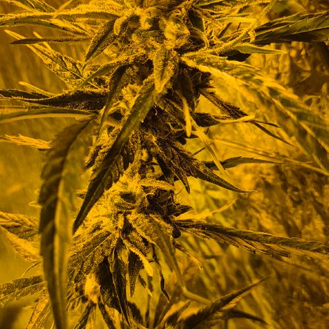 Puple punch  6 growlog timeline photo