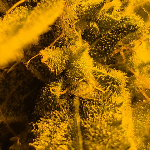 Puple punch  6 growlog timeline photo