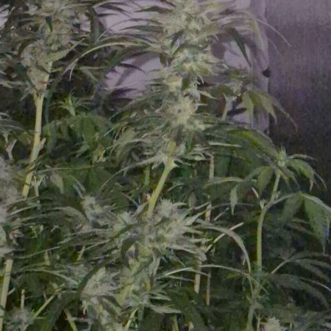 Puple punch  6 growlog photo: 🤩🪴🙏