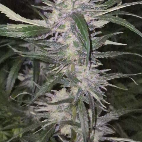 Puple punch  6 growlog photo: 🤩🪴🙏