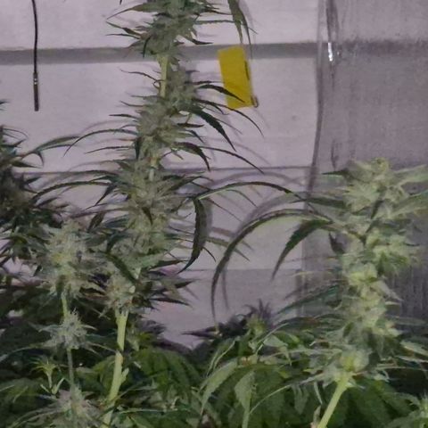 Puple punch  6 growlog photo: 🤩🪴🙏