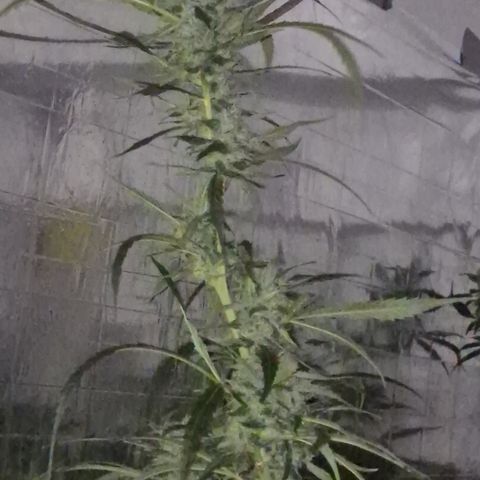 Puple punch  6 growlog photo: 🤩🪴🙏