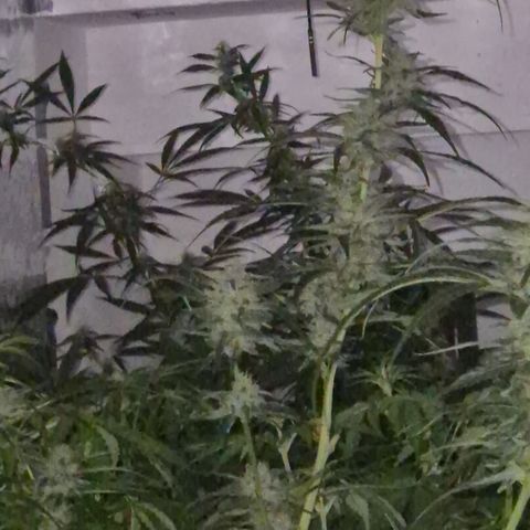 Puple punch  6 growlog photo: 🤩🪴🙏