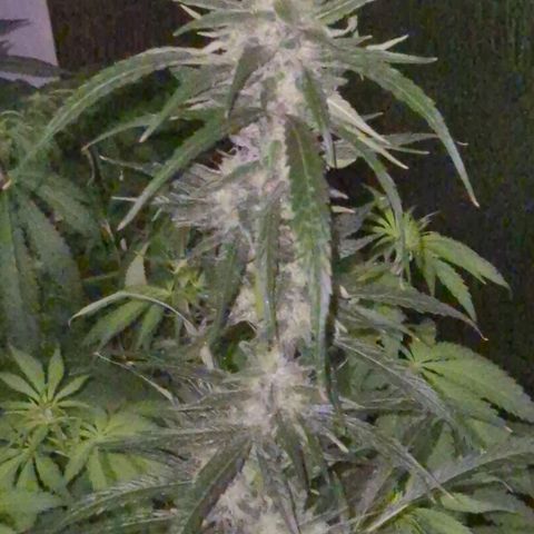 Puple punch  6 growlog photo: 🤩🪴🙏