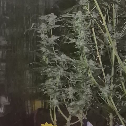 Bonsai Surprised moon, amnesia lemon  growlog timeline photo