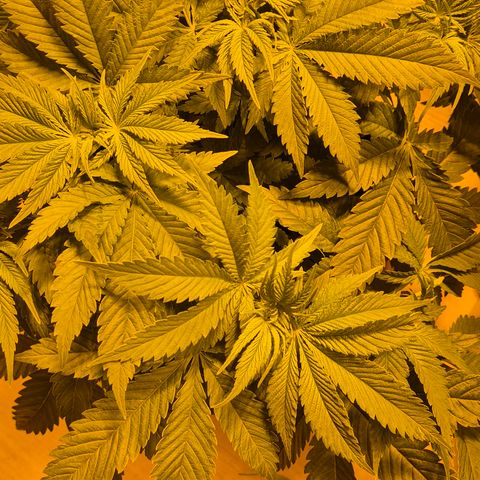 🍍Anna  #1 amnesia lemon  growlog photo: Glücklich und gesund geht's in die Blüte🙂