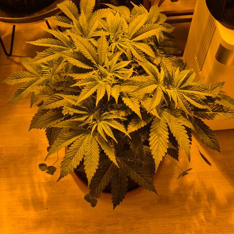 🍍Anna  #1 amnesia lemon  growlog photo: Glücklich und gesund geht's in die Blüte🙂