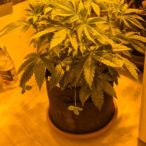 🍍Anna  #1 amnesia lemon  growlog photo: Glücklich und gesund geht's in die Blüte🙂