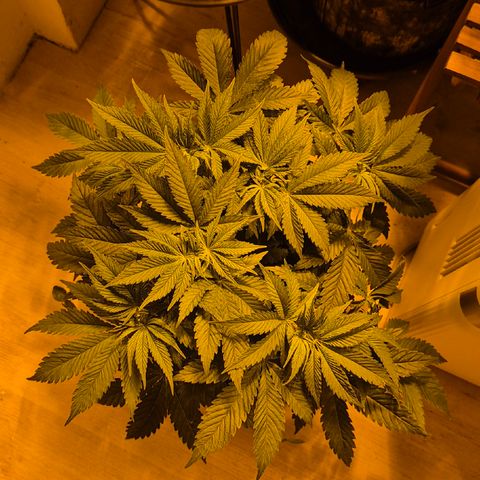 🍍Anna  #1 amnesia lemon  growlog photo: Glücklich und gesund geht's in die Blüte🙂