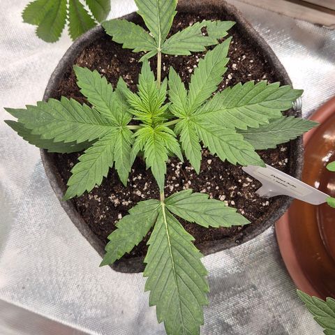 🌈 Zkittles auto🌈 growlog timeline photo