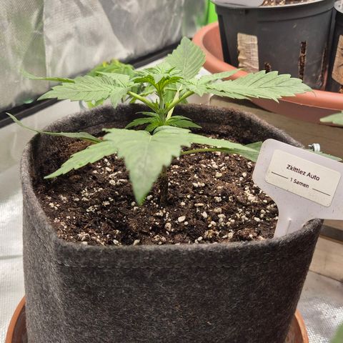 🌈 Zkittles auto🌈 growlog timeline photo